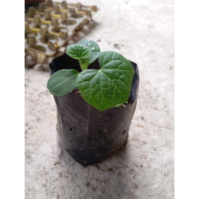 bibit bligo /baligo kundur winter melon siap tanam