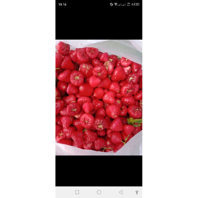 

BUAH JAMBU AIR