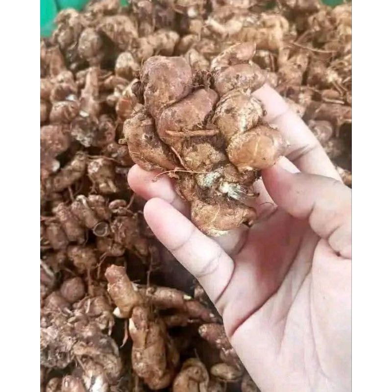 

kencur grade A 500 gram pilihan full tua