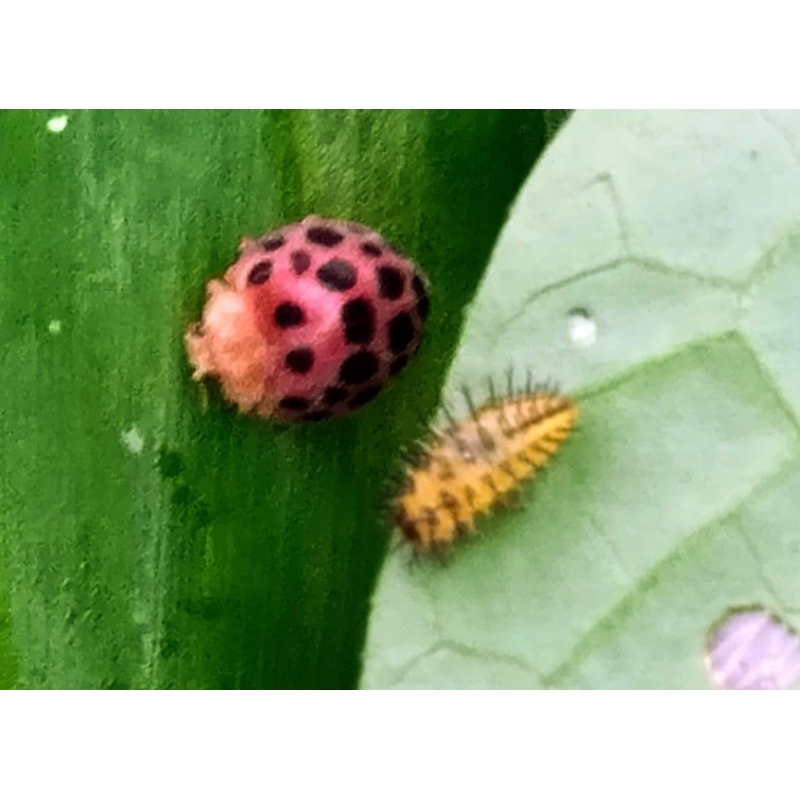 larva kumbang koksi/kepik terotol hidup /10 pcs