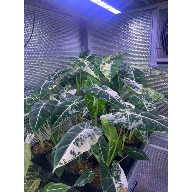Frydek Variegata Ready Siap Kirim Tanaman Hias UMBI Alocasia Frydek Variegata