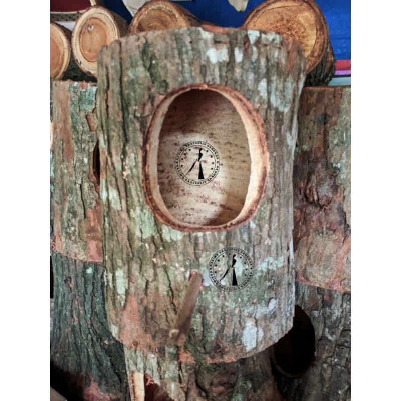 Glodok pohon kayu mahoni murai Kacer jalak cucak ijo finch batang pohon asli