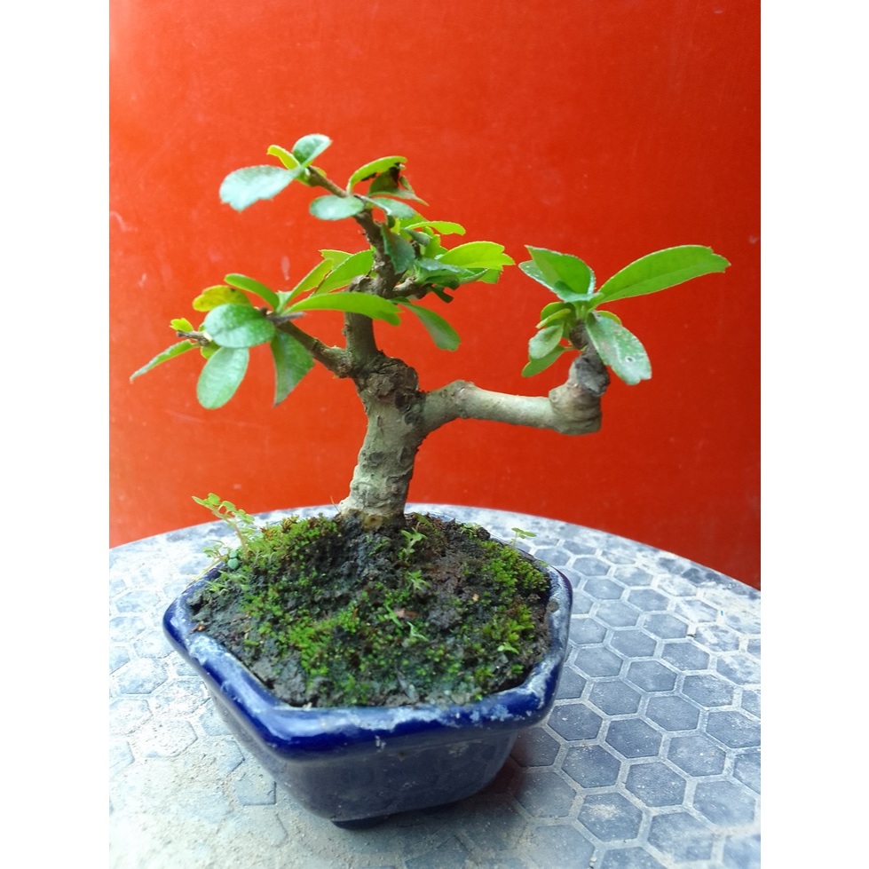 Bonsai Hokiantea Bunga shito siap pajang pot keramik