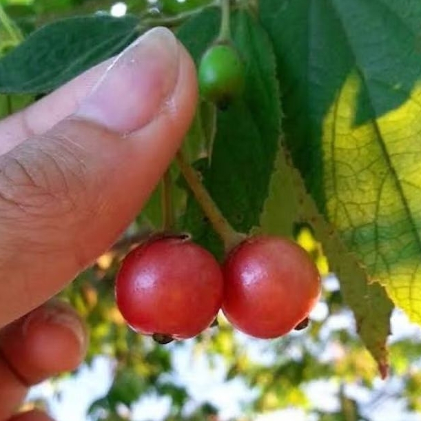 Tanaman Buah Ceri Kersen - Chery Manis - Bibit Tanaman Buah Ceri