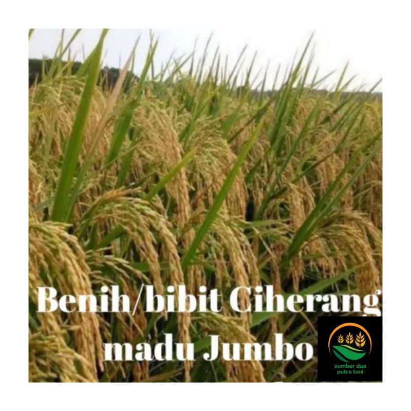 bibit padi ciherang madu  jumbo super kualitas unggul kemasan 5 kg