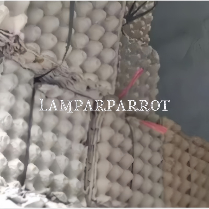 egg tray karton/tempat telur