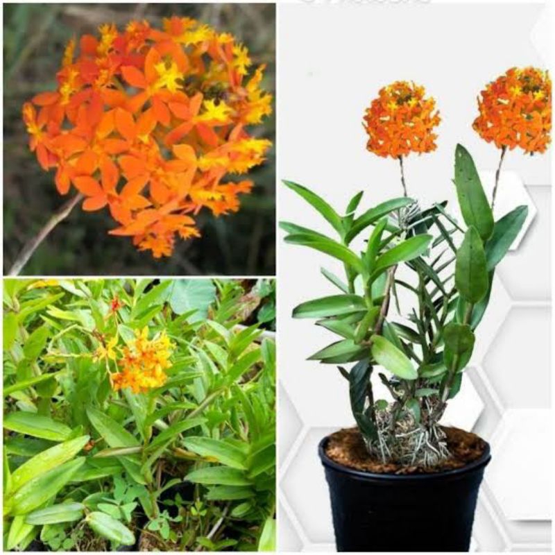Anggrek tanah epidendrum - tanaman hias anggrek tanah epidendrum bunga orange