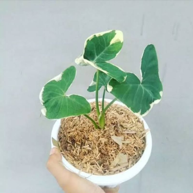 Tanaman hias kantung semar - kantong semar