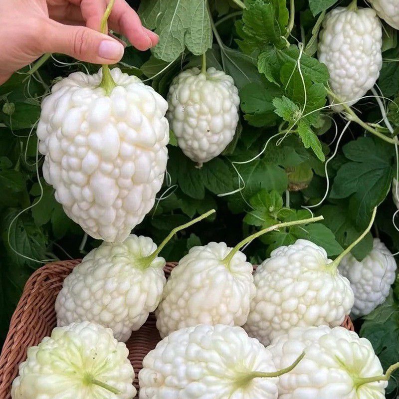 3 Biji Pare Apel Benih Paria Jepang Benih Sayuran Bibit Sayuran