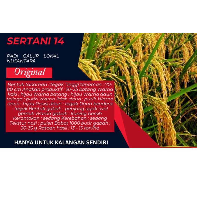 BENIH PADI UNGGUL MSP SERTANI 14 BIBIT KEMASAN 5KG ORIGINAL PRODUK
