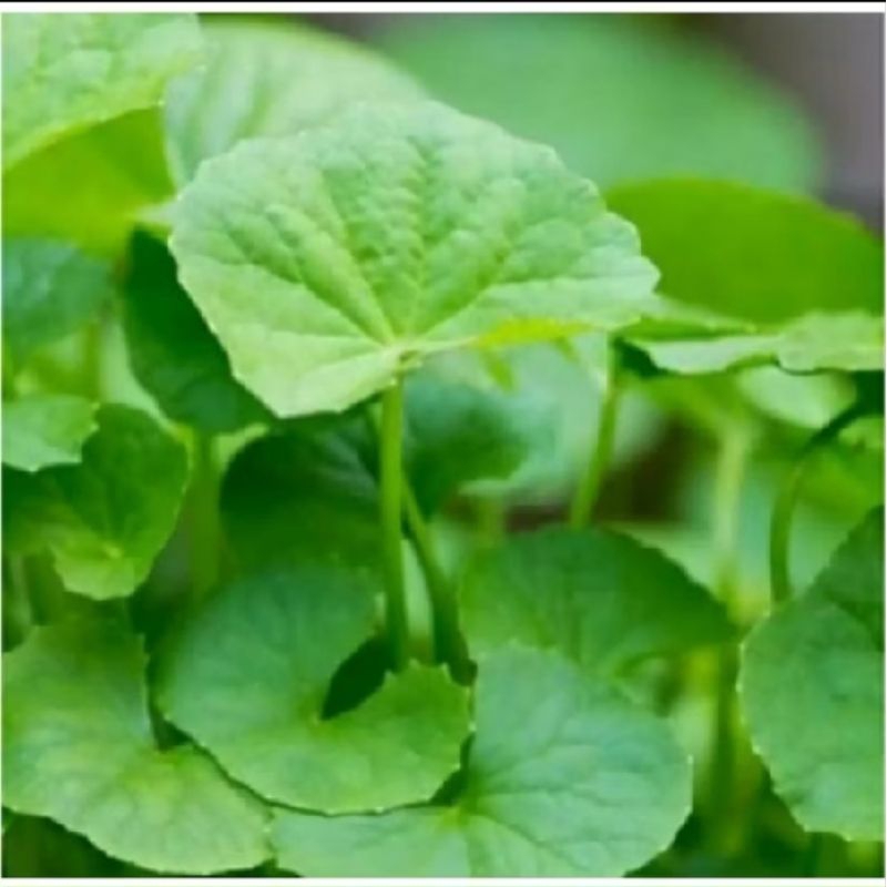

Daun Pegagan/Daun Antanan segar 300 grm
