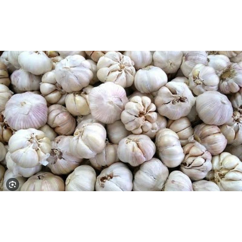 

bawang putih b ajah cocok untuk masakan dapur /500 gr/ 1 kg