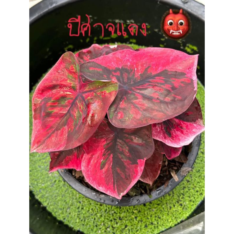 Bibit Caladium Red Devil, Thai Series