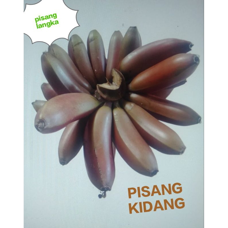 

PISANG KIDANG MERAH 1 KG