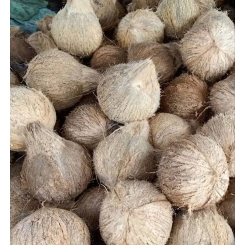 

kelapa utuh bahan santan, fress