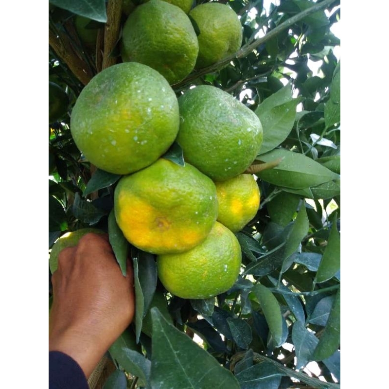 

jeruk keprok 55 batu 1kg/jeruk kupas/buah fresh malang