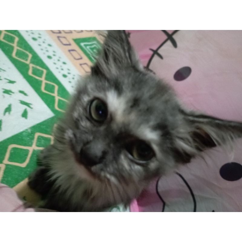 kitten anggora
