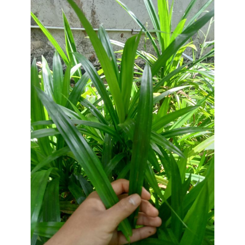 

daun pandan wangi 10 lmbr freshh segar dadakan organik