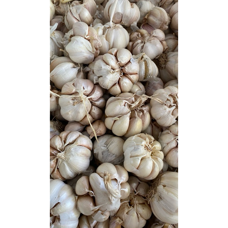 

Bawang Putih Sinco