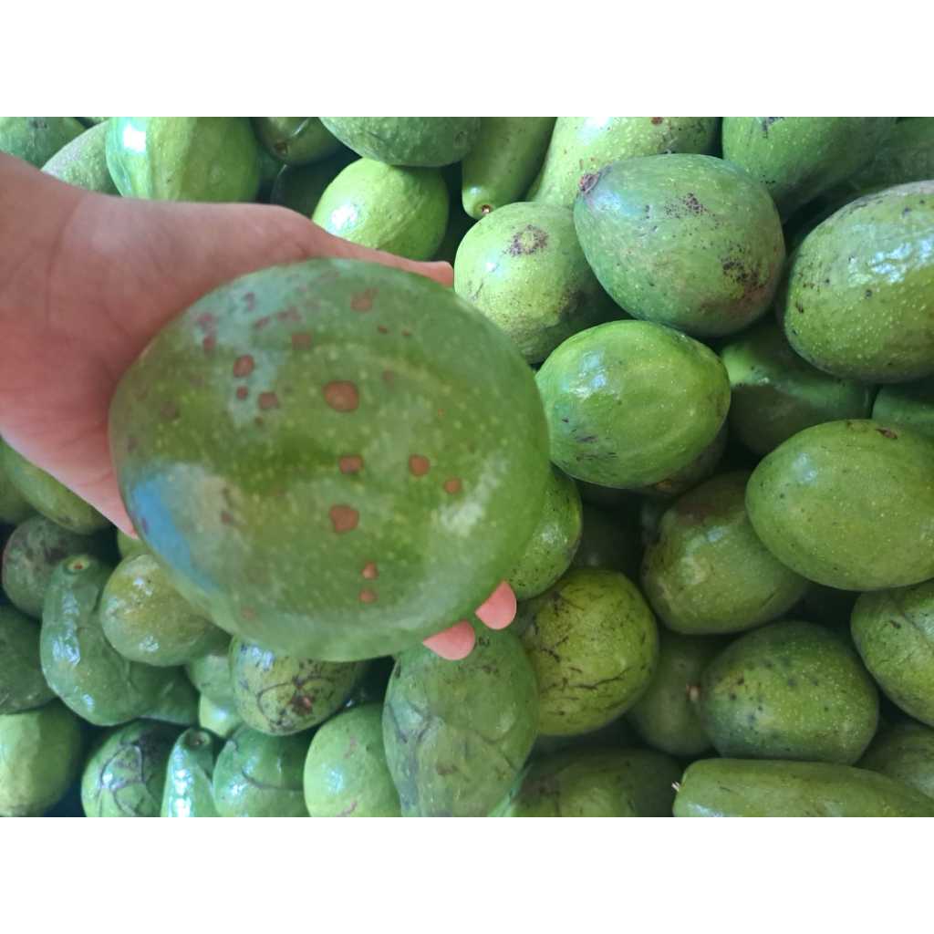 

ALUPKATMENTEGAIND - Alpukat Mentega 2kg Ready Fresh Siap Kirim