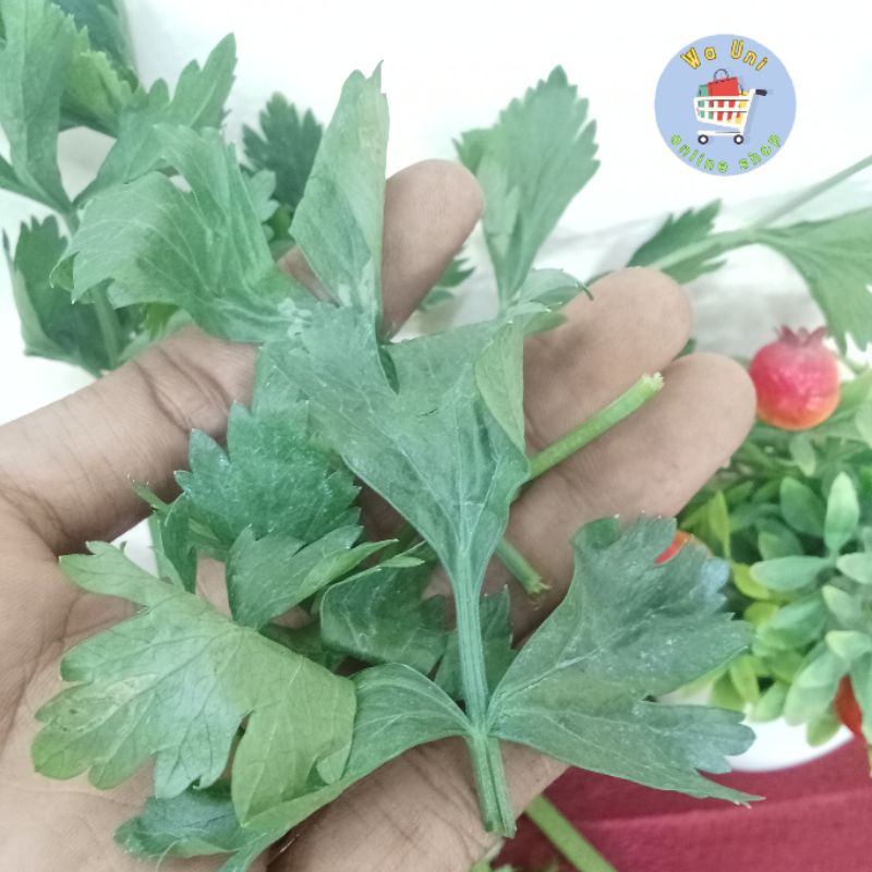 

daun seledri bersih murah 500 gr / promo daun seledri bahan masakan penyedap masakan