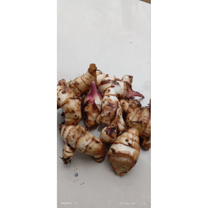 

ready umbi ganyong warna merah segar 400g