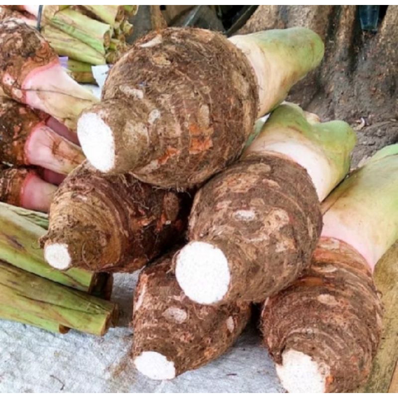Talas Bogor 1 Bonggol Besar umbi talas kualitas unggulan harga termurah