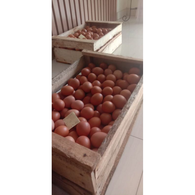 

TelurAyamFresh(TidakPucat)