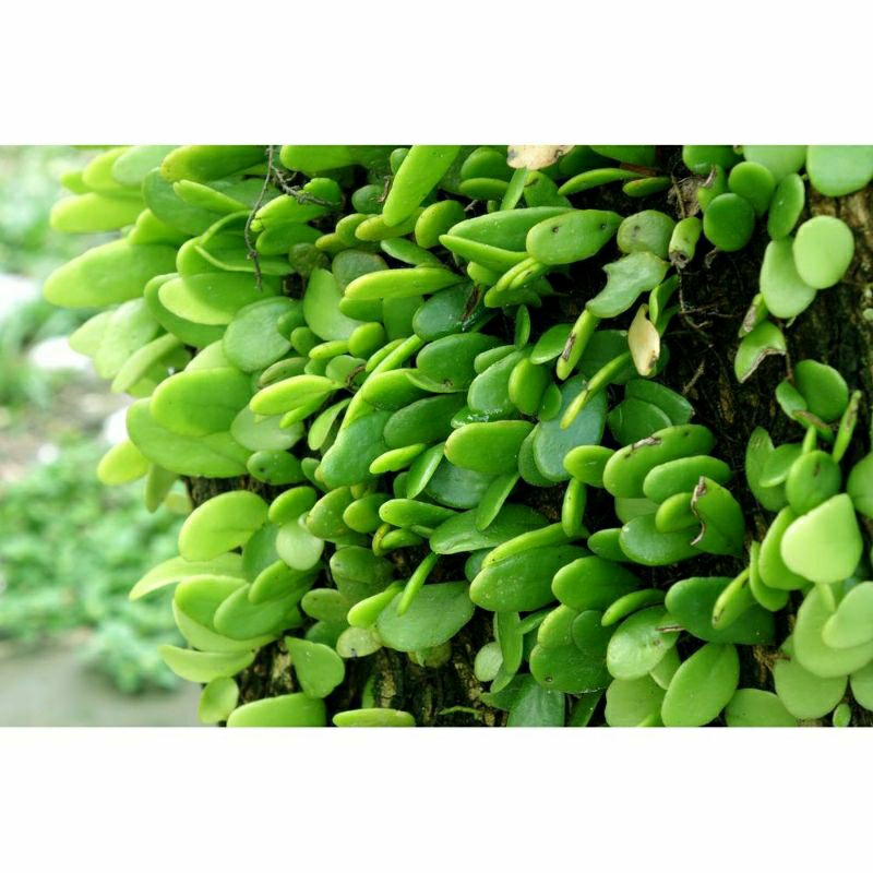 

Daun Picisan / Sisik naga