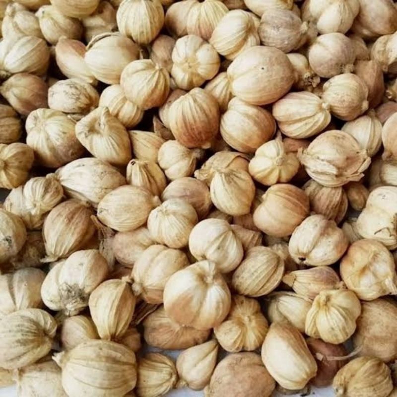 

kapulaga kualitas super per 1kg