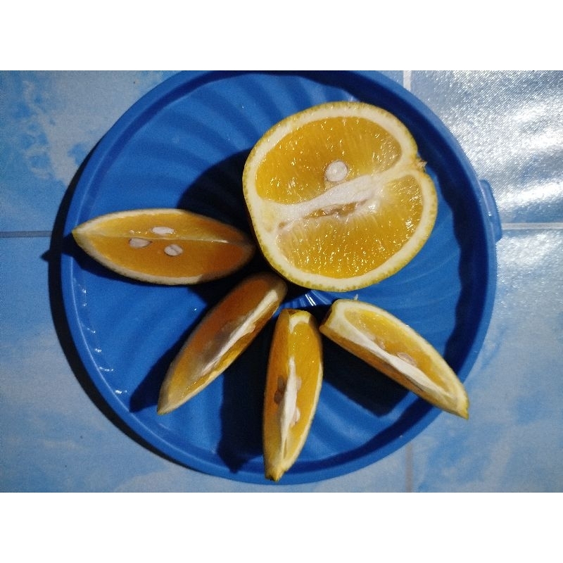 

GOSEND Jerby ( jetuk baby)