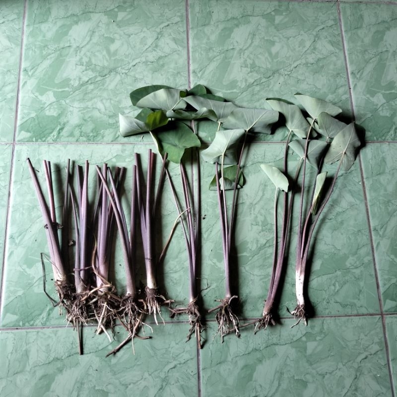 Bibit Talas Wulung / Talas Ungu