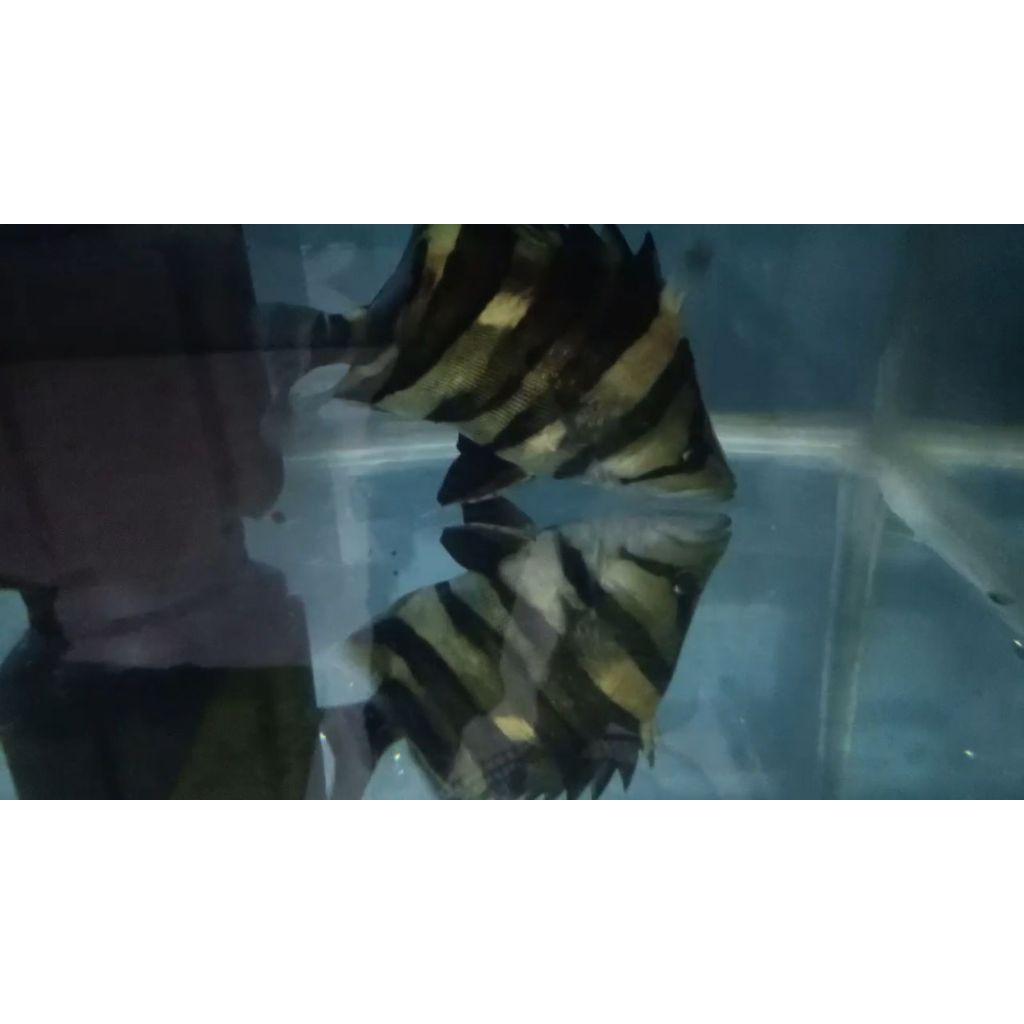 DATZ TIGER FISH SUMATRA 24cm