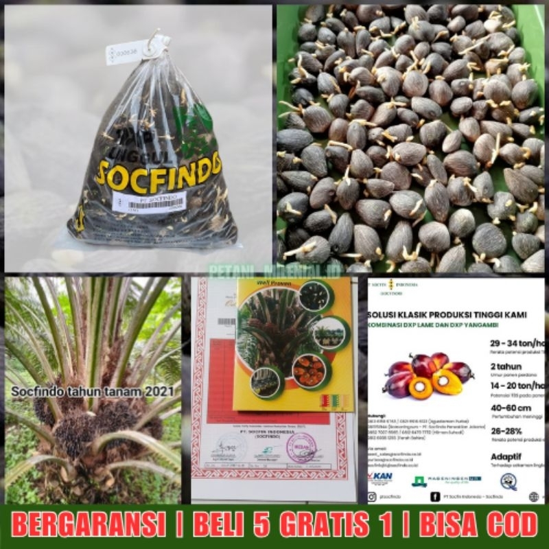 DxP SOCFINDO - Bibit Kecambah Sawit Unggul | BELI 5 GRATIS 1 | GARANSI | BERSERTIFIKAT | COD