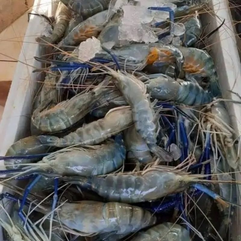 

Udang gala segar udang besar 1kg bergaransi
