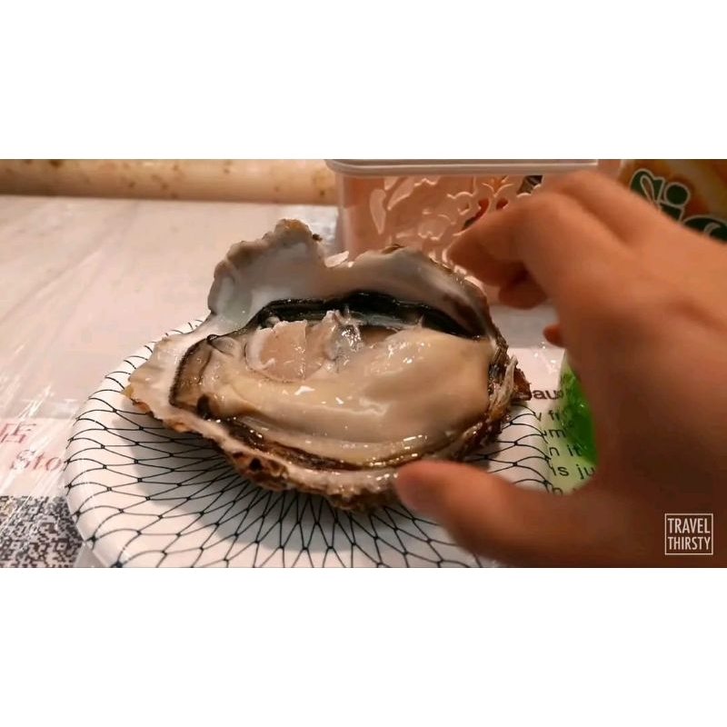 

kerang tiram hidup oyster live hidup berkualitas