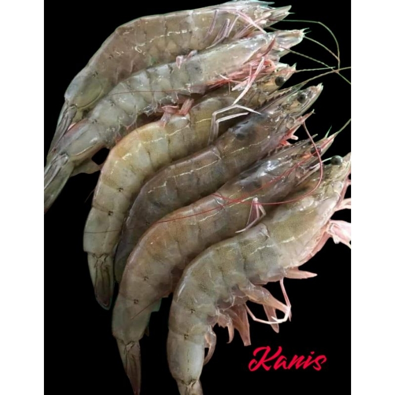 

udang vaname frozen / seafood prawn beku besar