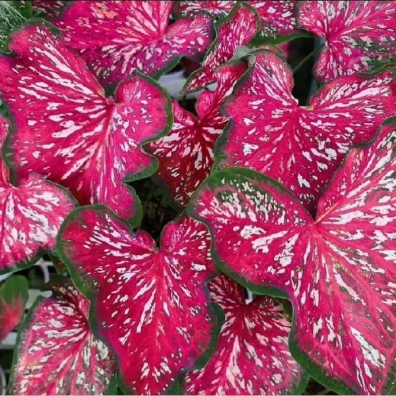 CALADIUM LANCE WORTON