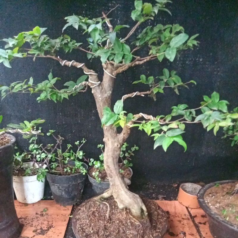 bonsai anggur Brazil