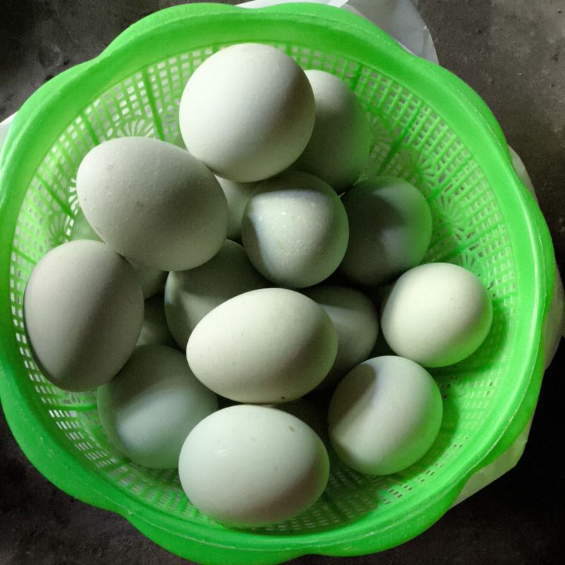 

TELOR BEBEK FRESH ALAMI