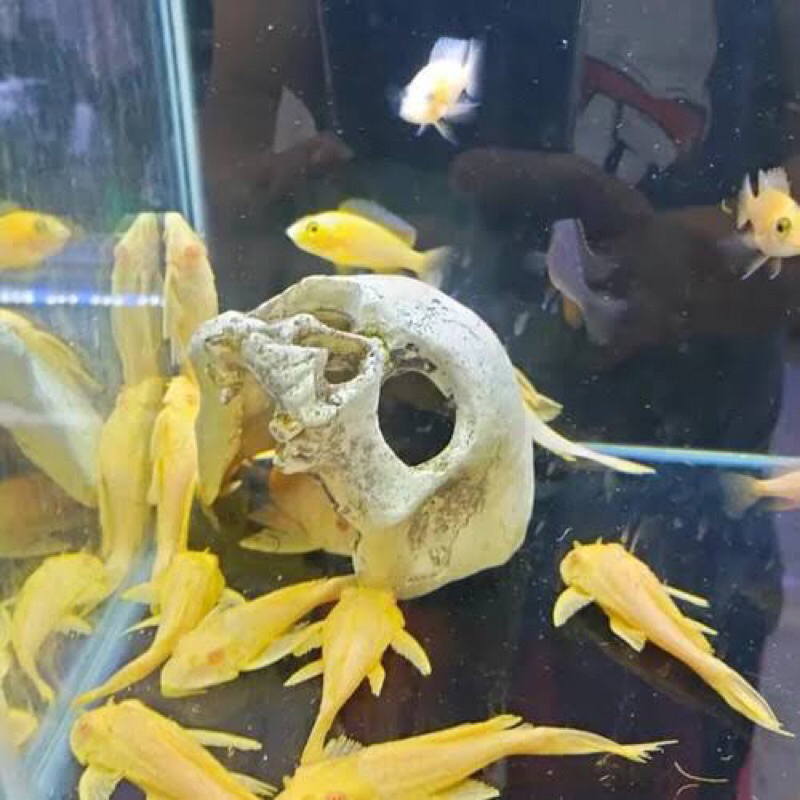 gibicep albino pembersih aquarium