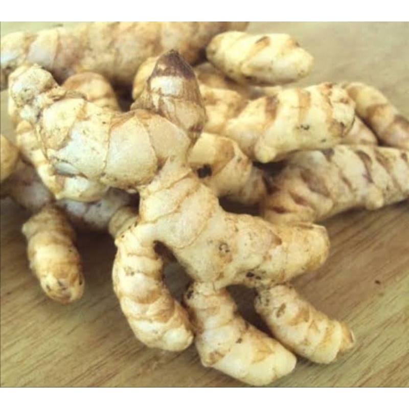 

PROMO COD terbaru kunyit putih 1kg segar