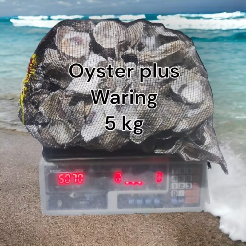 Oyster 5 kg plus waring / oyster 5kg / oyster / media filter / kerang oyster / media filter koi / fi