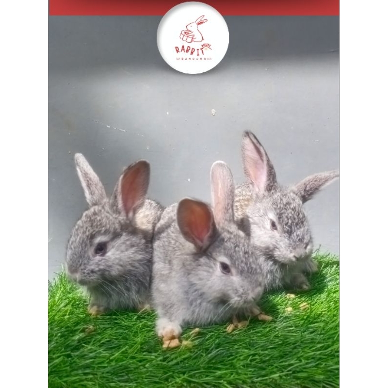 Kelinci ± 3 Bulan Siapan Indukan Lokal Triplets Gray Murah | Rumah Kelinci Bandung
