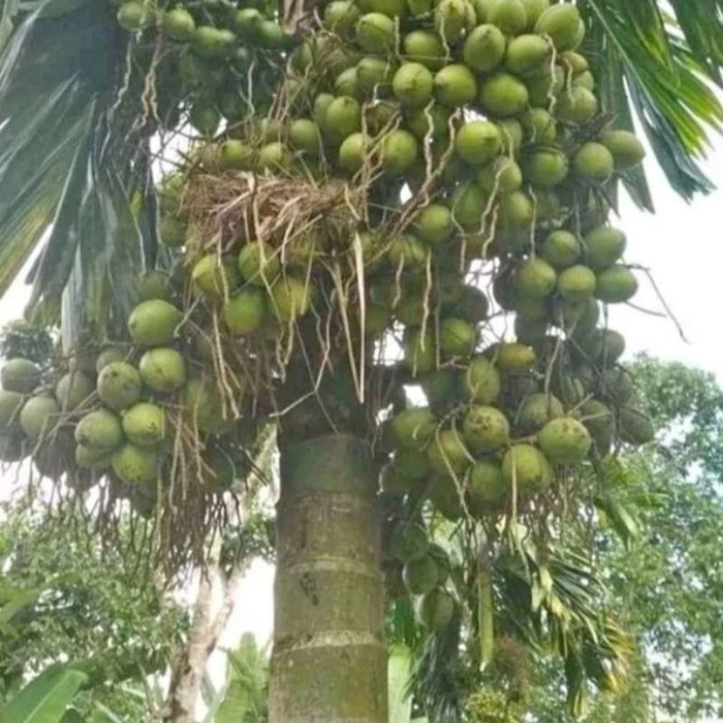 

Termurah 10 biji/pcs buah pinang muda atau jambe muda