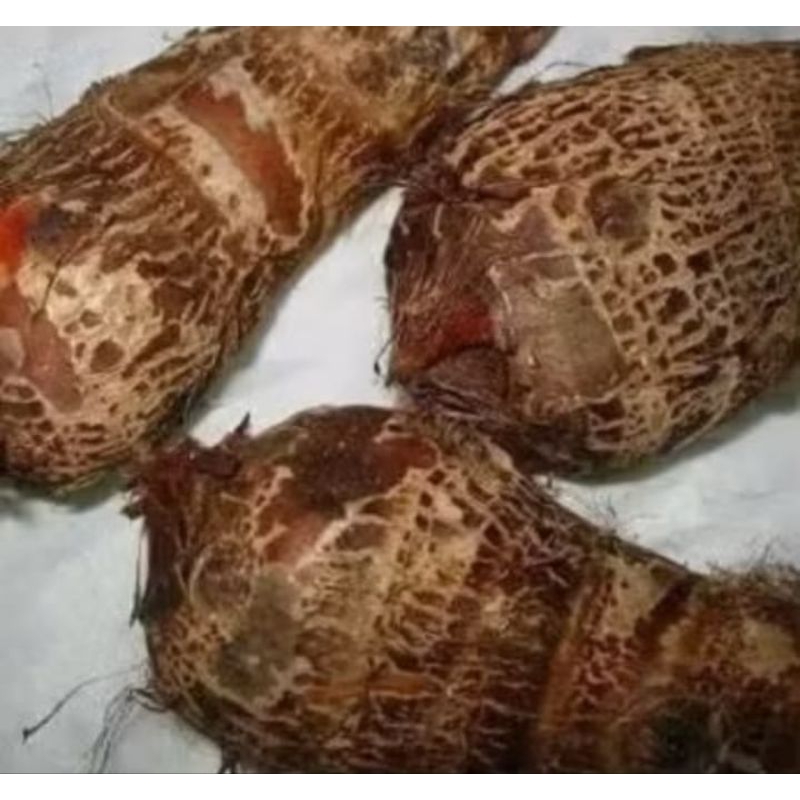 

talas gajah pulpen 1000gram