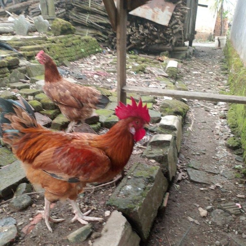 TELUR AYAM KAMPUNG YUDISTIRA (AKY) untuk di tetaskan