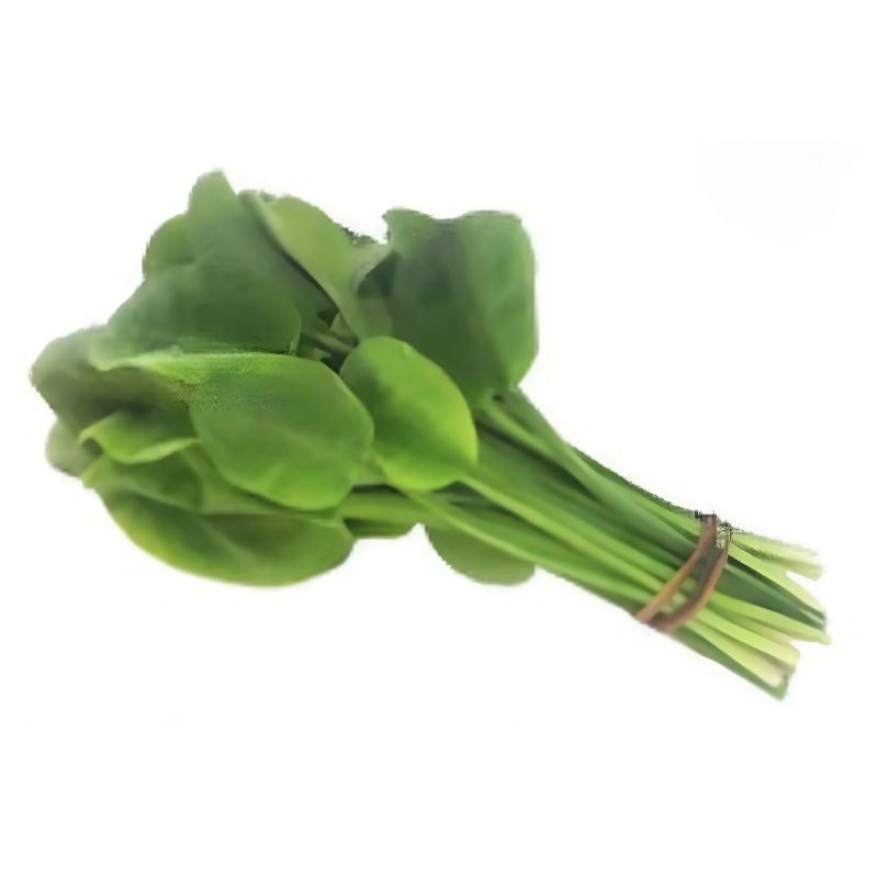 

Daun Genjer 1 Ikat