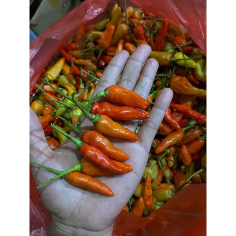 cabai rawit 1kilo