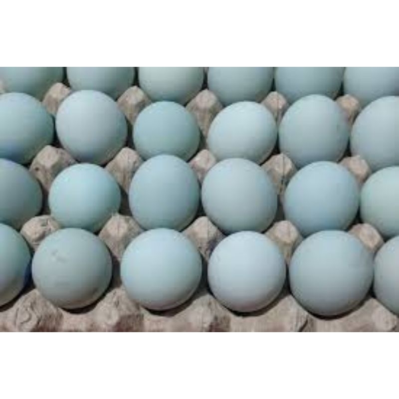 

Telur Bebek – Lebih Besar, Lebih Kaya Rasa, Lebih Bergizi